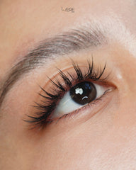 Lavere The Camellia Single Lengths